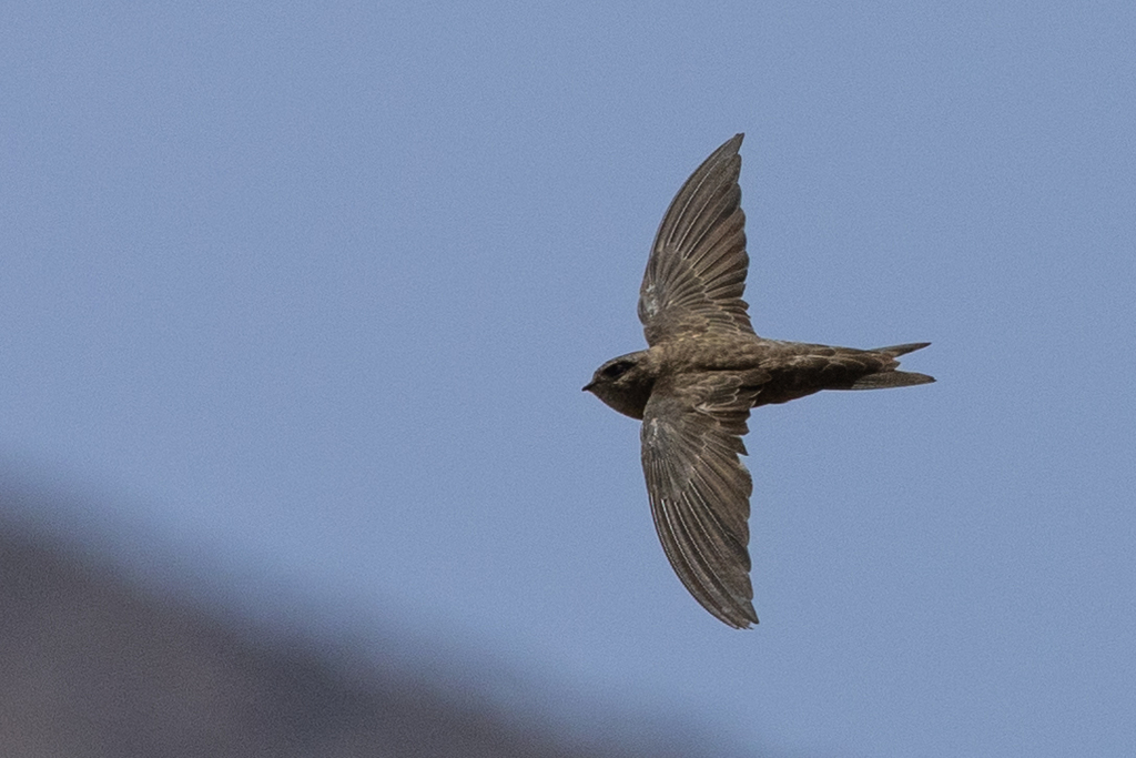 eBird觀鳥百人榜第二名的柯恩菲爾德搭乘郵輪出海，協助防疫之餘，不忘觀察罕見鳥類。圖為維德角雨燕，僅出現在維德角。圖片來源：Paulo Caseirito/iNaturalist（CC BY 4.0 ）
