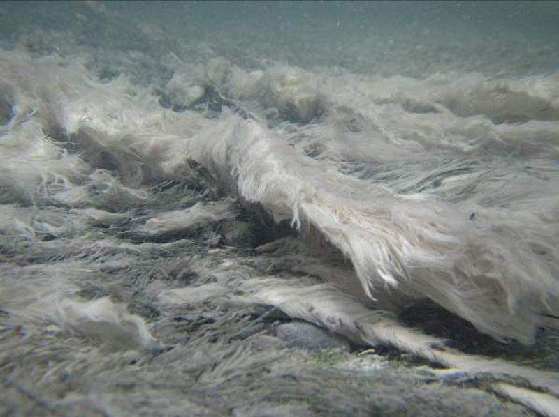 柴山下奇特的「硫化湧泉」 可能等不到透徹研究就消失了