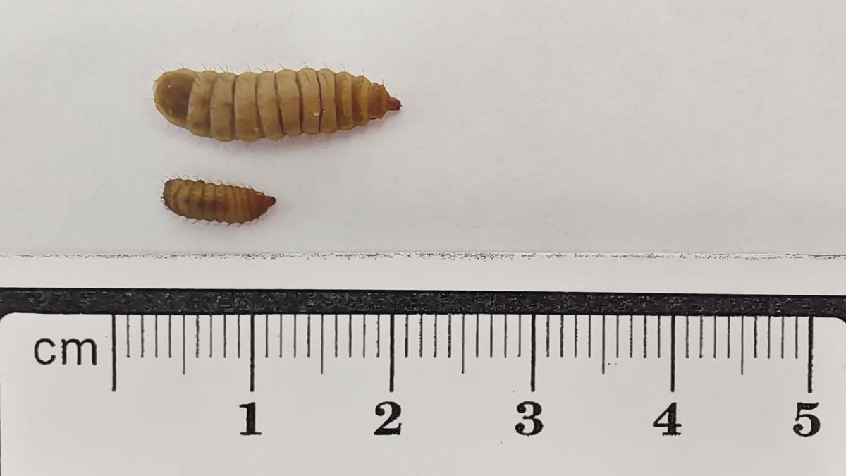 水試所用蟲取代魚粉 黑水虻「不吃素」更營養