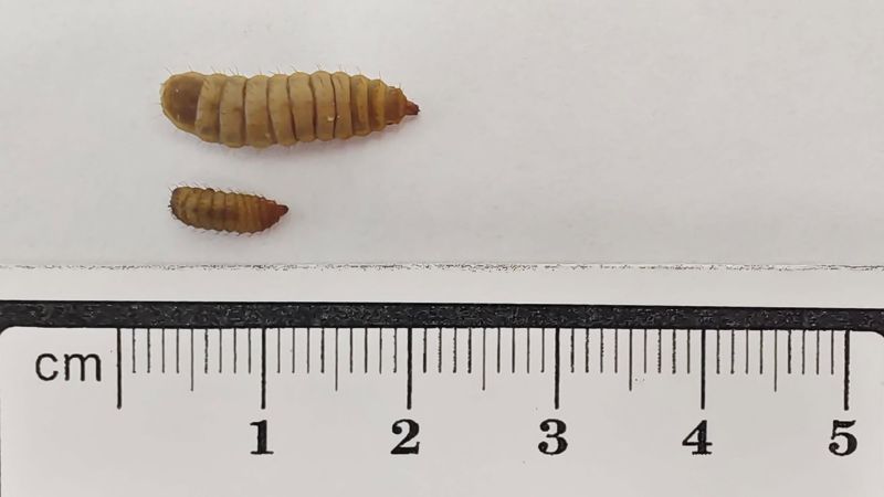水試所用蟲取代魚粉 黑水虻「不吃素」更營養