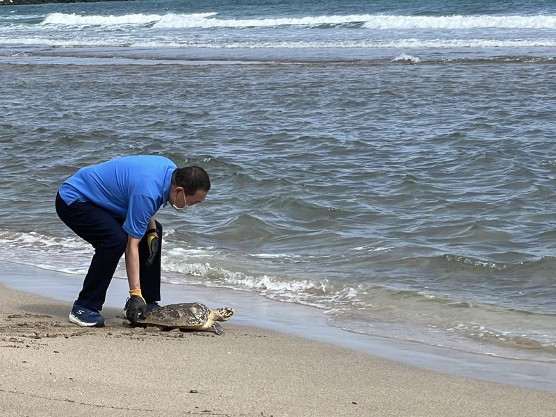 遭流刺網誤傷 海龜「早八」傷癒重返大海 學者籲落實廢棄漁網回收