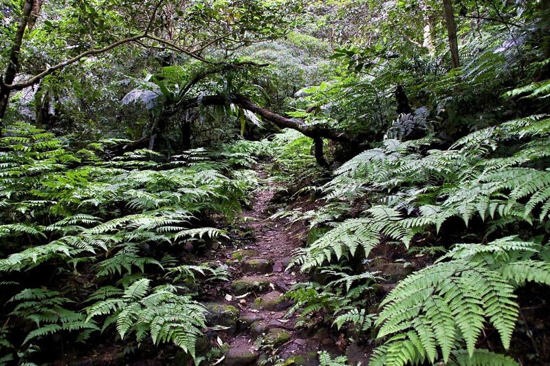 第五走：承載山居生活回憶的大崎嶺古道
