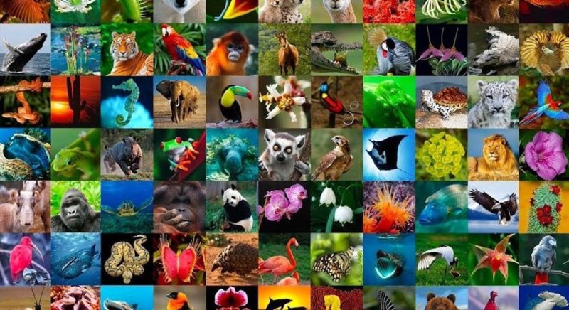 2021年國際生物多樣性日：呵護自然 你我有份
