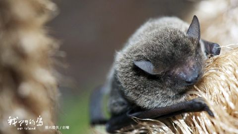 縮圖