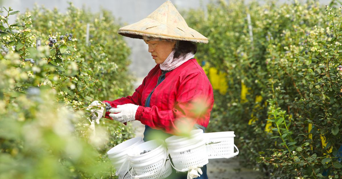 「昨天還在樹上」 阿里山下實現國產藍莓夢