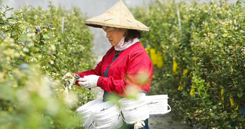 「昨天還在樹上」 阿里山下實現國產藍莓夢