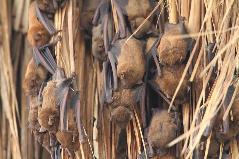研究:環境污染損害定位能力 蝙蝠迷航 幸「蝠」折翼