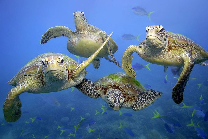 COP15會前看點：為什麼全球急需《2020年後生物多樣性綱要》來守護自然？