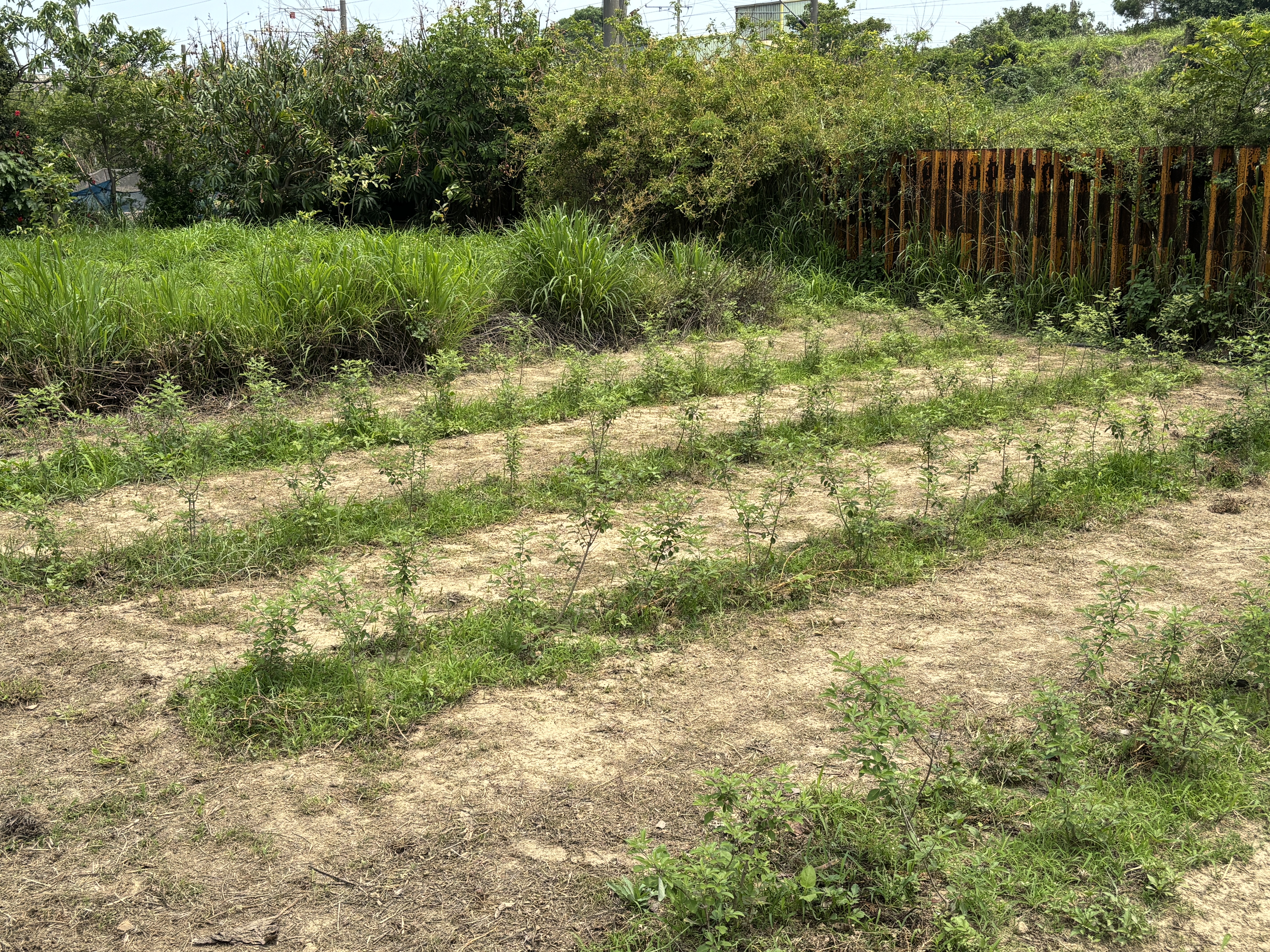 新埔國小門口校田裡種植三葉埔姜與漏盧。攝影：廖靜蕙（本圖非cc授權／限本文使用）