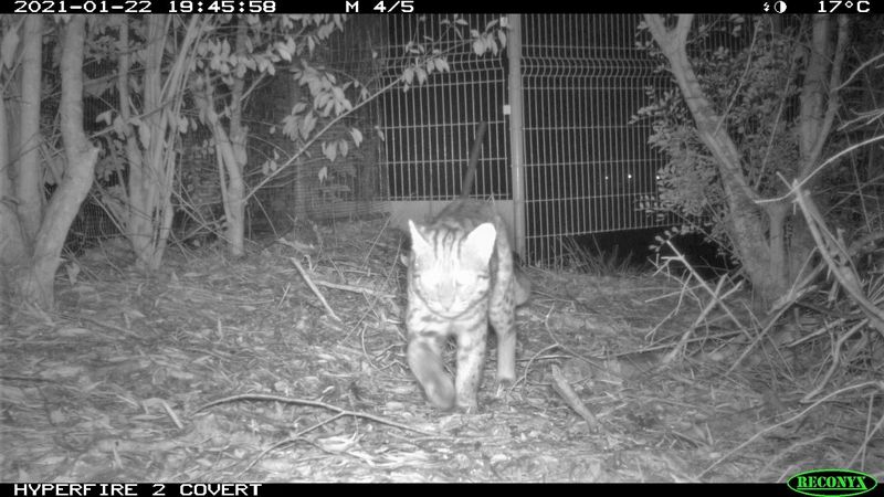 苗栗太陽能電場拍到石虎 業者辦生態保育發表會 形容「幫野生動物都更」