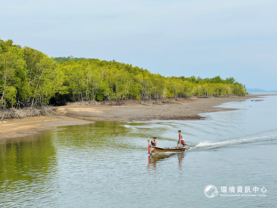 邦榮周邊海岸紅樹林曾一度被砍伐殆盡，經社區齊心復育，現已恢復豐富的紅樹林生態，漁民生計也得以維持。攝影：黃小莫