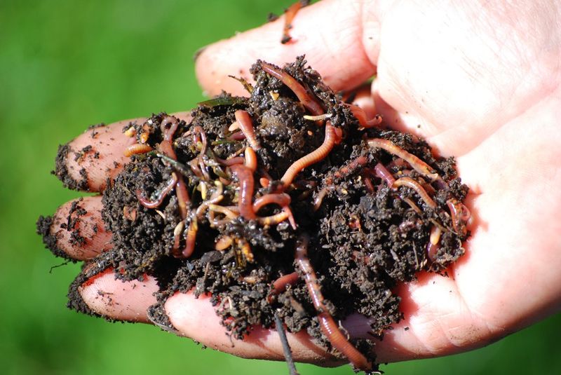 挖洞和進食讓土壤更健康 研究：「蚯蚓國」每年貢獻1.4億噸糧食