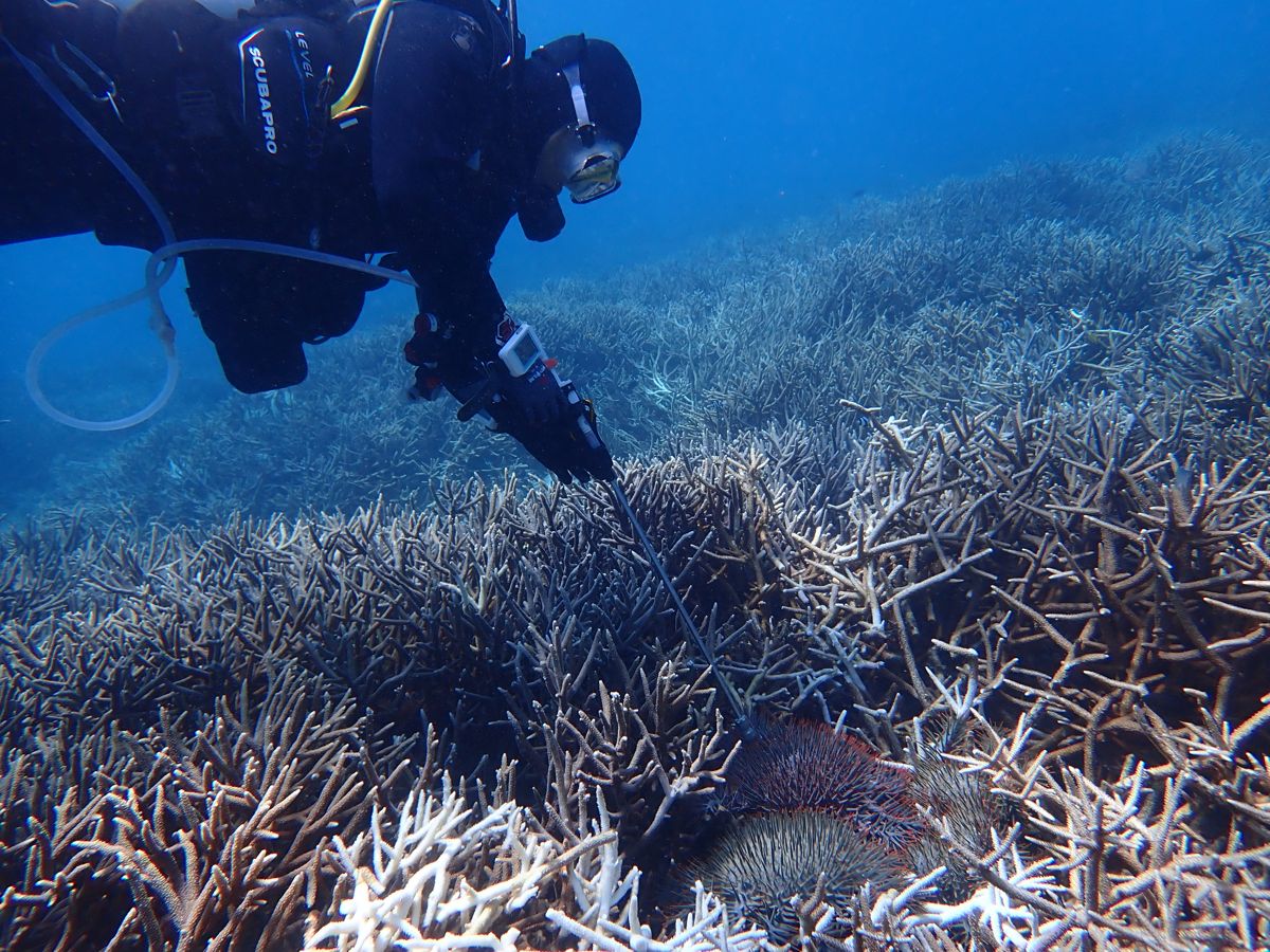 東沙環礁棘冠海星移除有成 海管處行動中記錄珊瑚排精卵珍貴景象