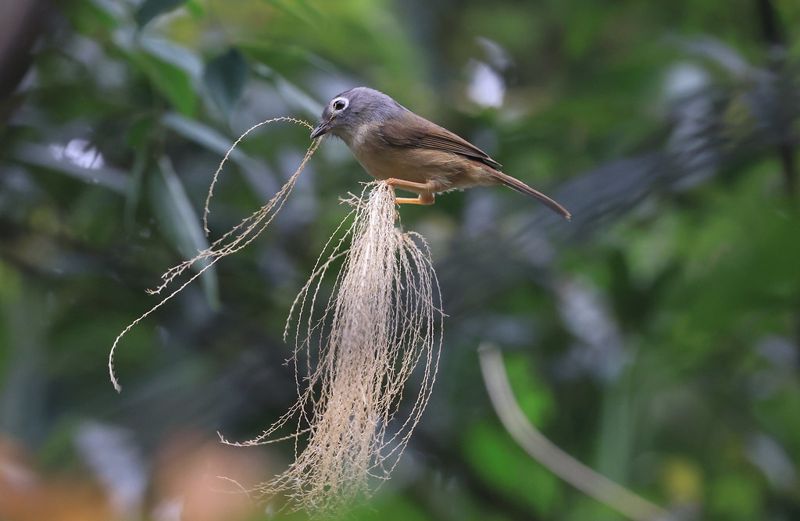 鳥友集合！ 比鳥調更進一步 台灣鳥類地圖繪製中