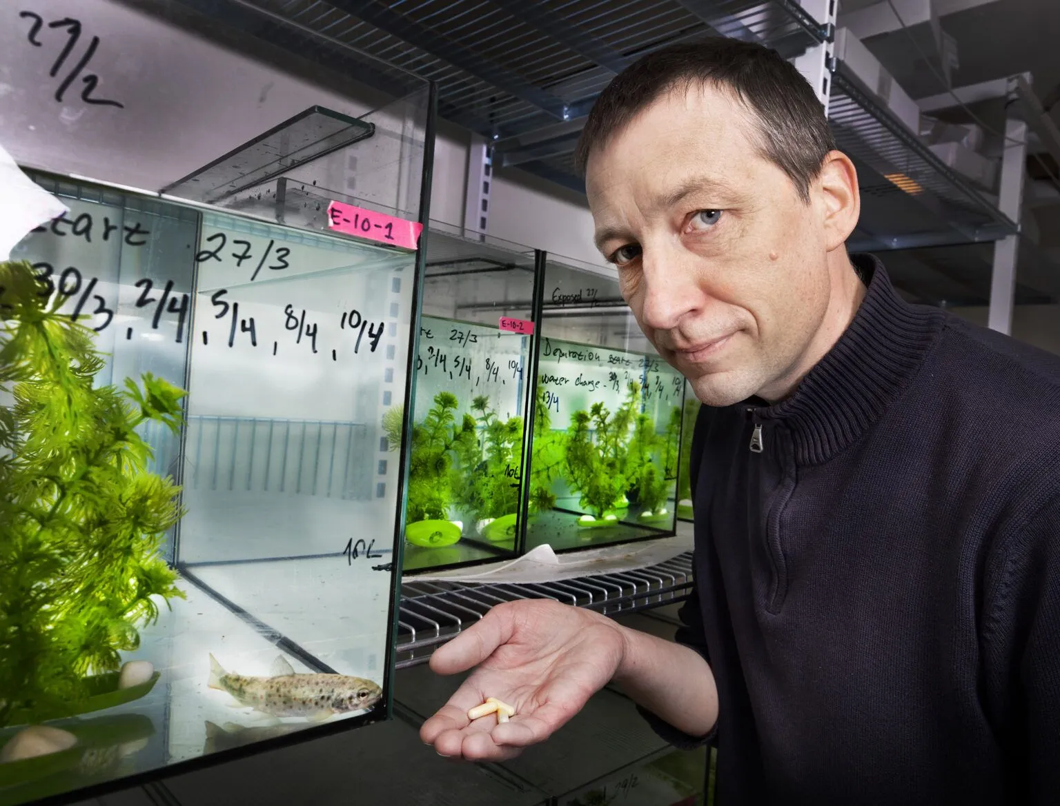 為了研究水域中古柯鹼污染物對野生魚類的影響,研究團隊在大西洋鮭身上植入追蹤器及緩釋膠囊,並將牠們放回瑞典第二大湖韋特恩湖進行兩個月的追蹤研究。圖片來源:Jörgen Wiklund/Griffith University