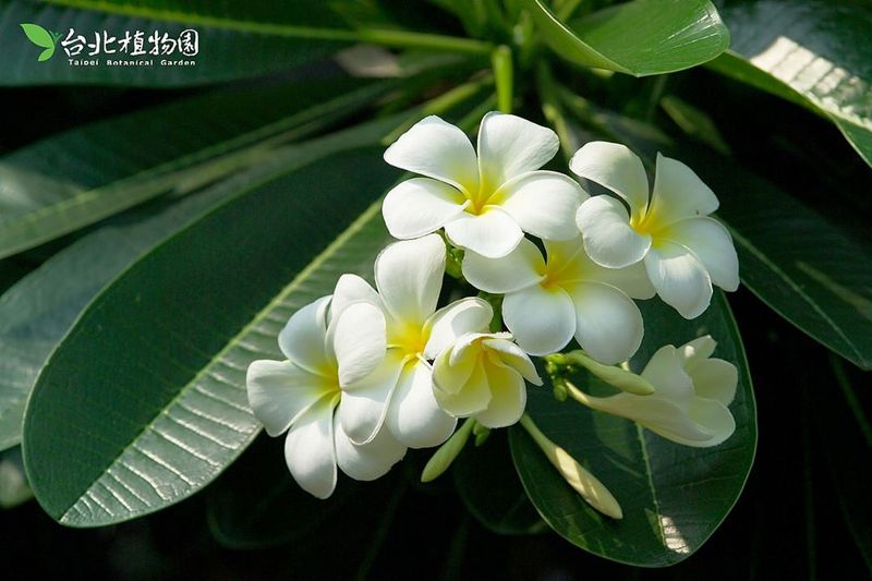 雞年談雞——名字裡有雞的植物