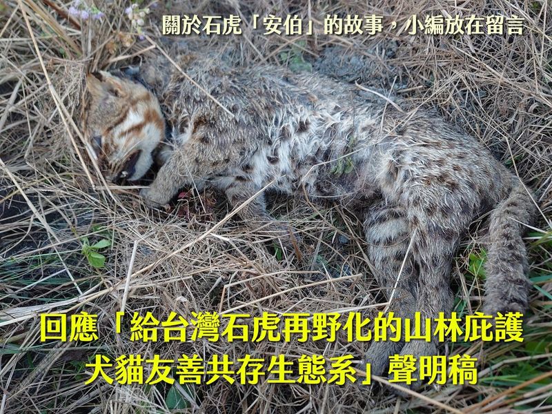 台灣石虎保育協會／回應「給台灣石虎再野化的山林庇護犬貓友善共存生態系」的聲明