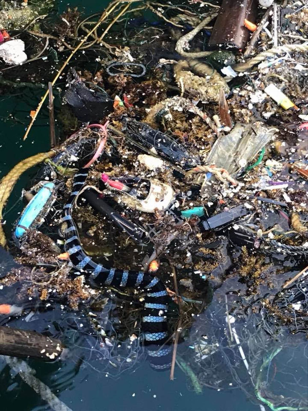 不救過不去！見海蛇遭刺網糾纏 夫妻合力出手送回大海