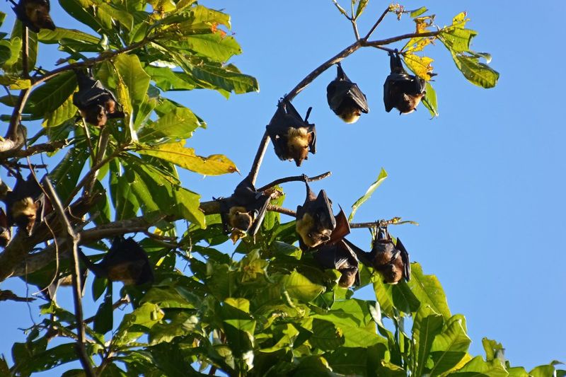 素養最好的社群？ 研究：母吸血蝙蝠為主群體 資源分配更公平