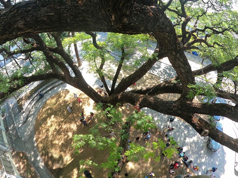 不只是老樹——談老樹報報計畫（下）