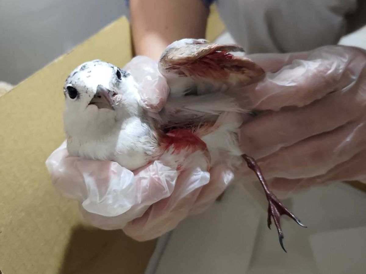 颱風撿到傷鳥怎麼辦？ 野鳥救援平台收44筆回報、八成在高屏