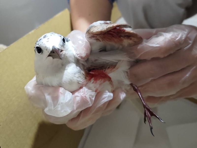颱風撿到傷鳥怎麼辦？ 野鳥救援平台收44筆回報、八成在高屏