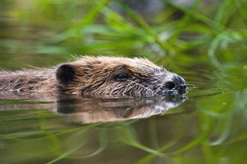 重返英國有望 河狸不只會築壩治水 還能抗污染、救動物