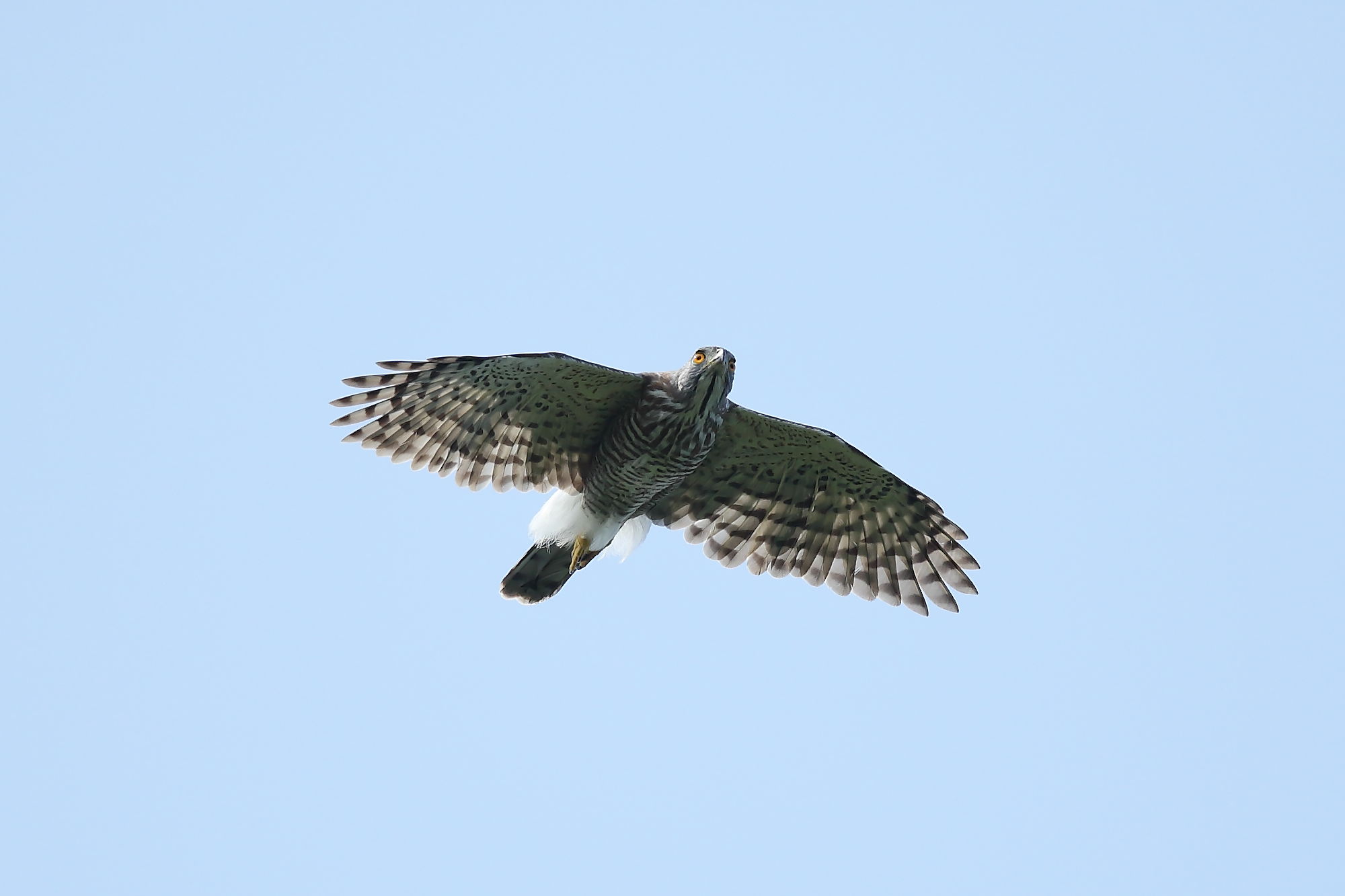鳳頭蒼鷹（雄），陳王時攝，台北市野鳥學會提供。