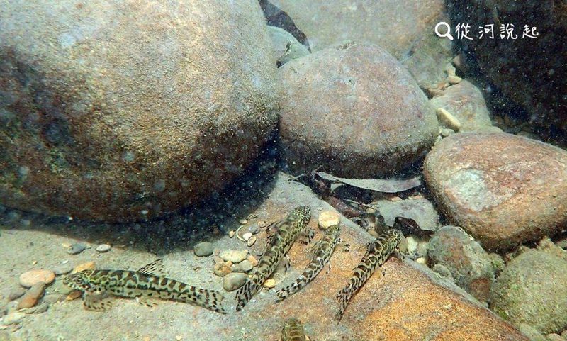 嶐嶐溪巡查日記：跨過固床工 上溯遇見自然野溪