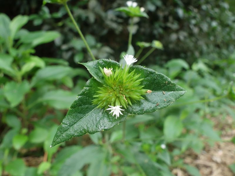 比黃連還苦!野外冒險玩家一定要認識的野菜——地膽草