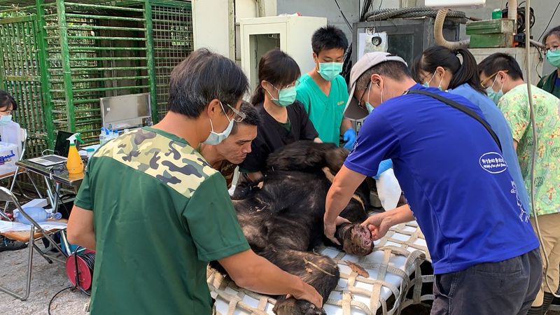 東卯山台灣黑熊 約再照養3週傷口痊癒後才可野放