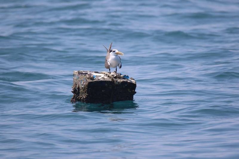 海上鳥類研究繳白卷 風場如何防鳥擊？ 鳥會：快補進度、把國外經驗帶進來