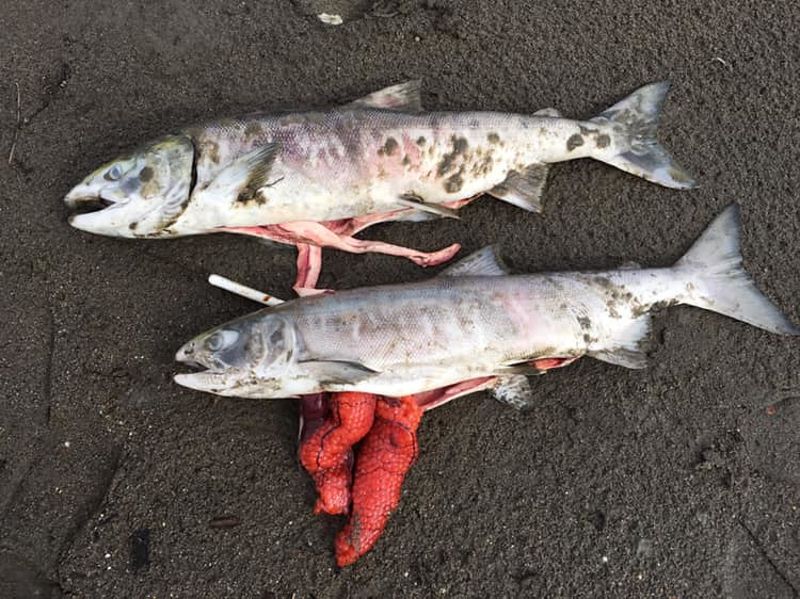 阿拉斯加鮭魚空前大量死亡 疑熱浪惹禍