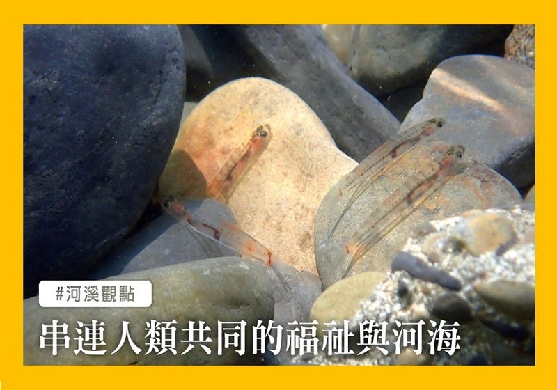 島國公民的餐桌幕後：洄游生物，串連河海與你我的福祉