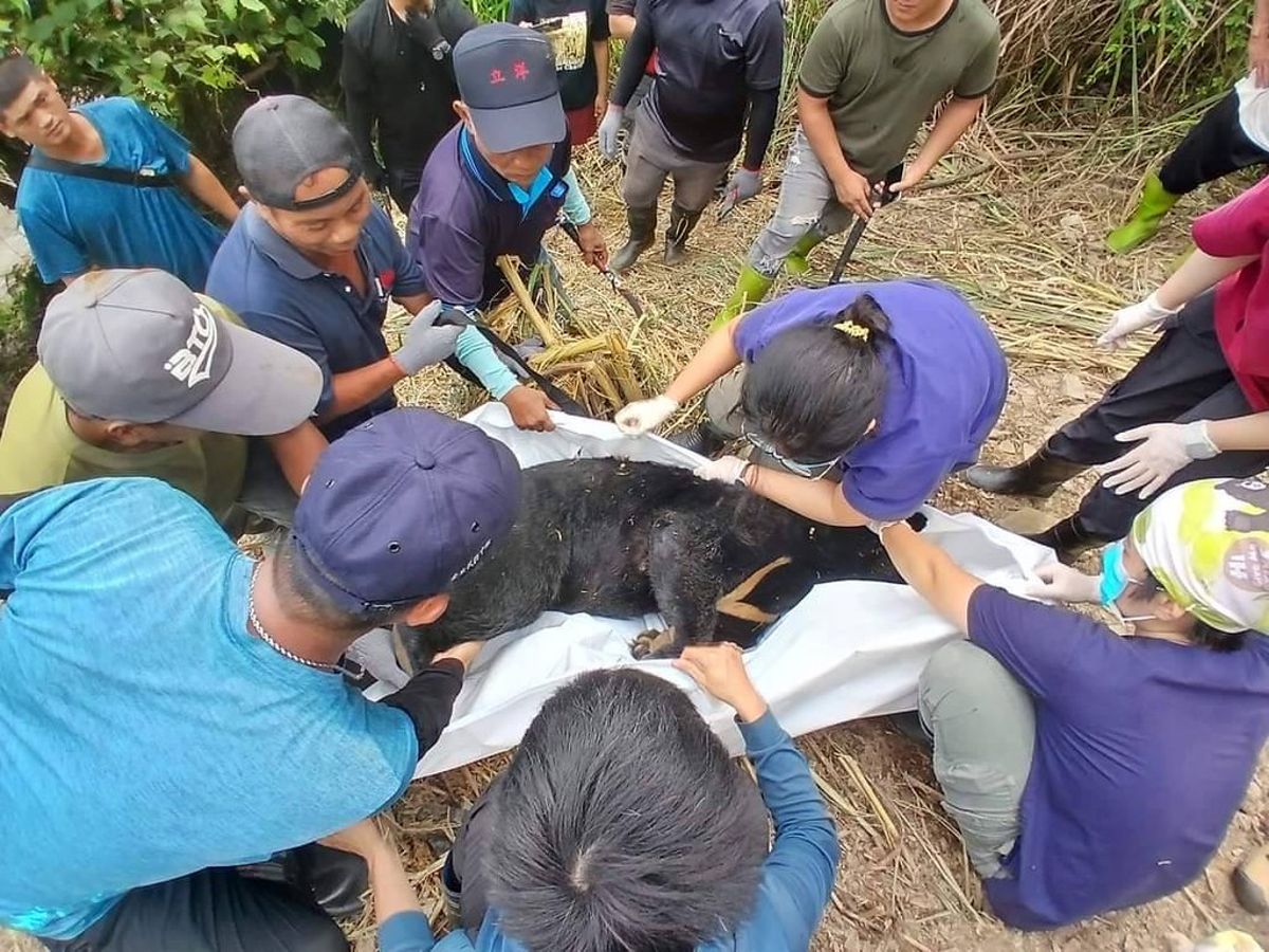 台東卑南首例黑熊救援通報 受困套索疑熱衰竭死亡