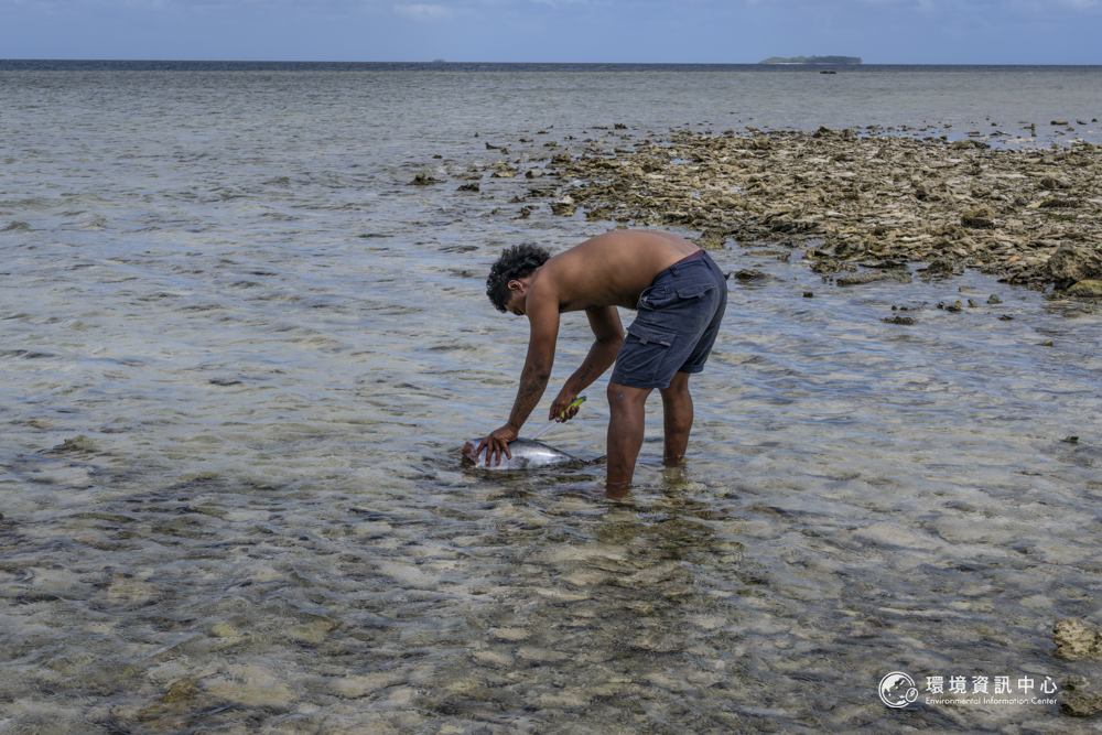 傳統上,吐瓦魯人靠捕魚、摘採椰子、麵包果、沼澤芋維生。攝影:許震唐