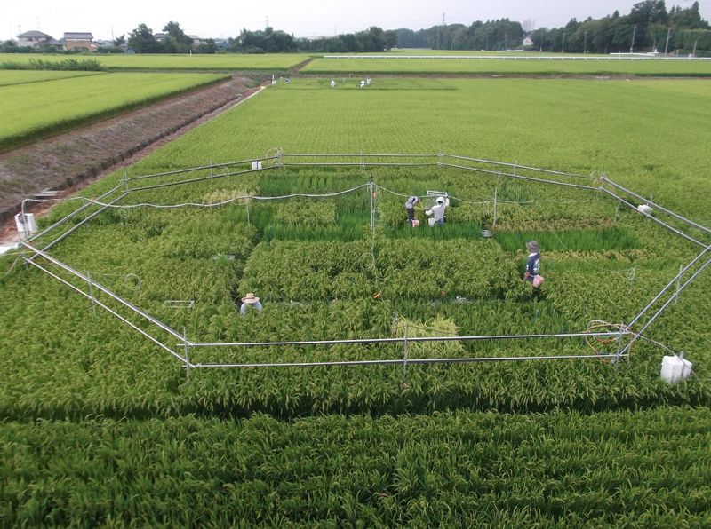 B群、蛋白質都變少 研究：二氧化碳濃度高 稻米營養價值降