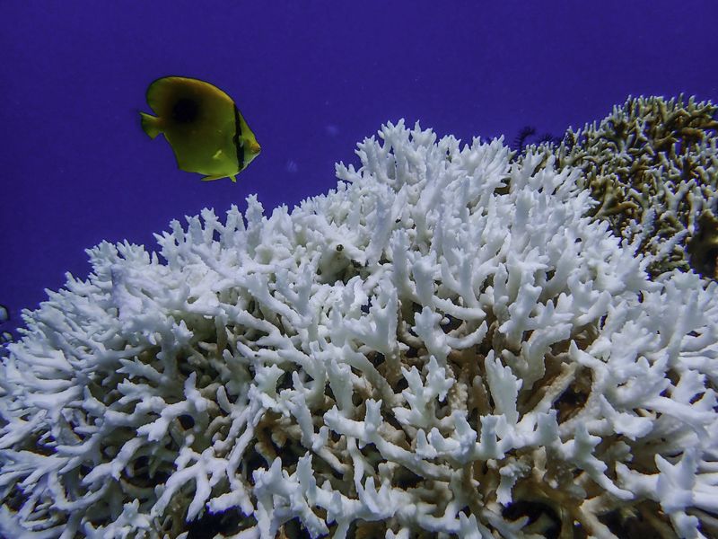 全球海洋陷低氧危機 台灣東沙環礁、太平島海域呈中重度缺氧