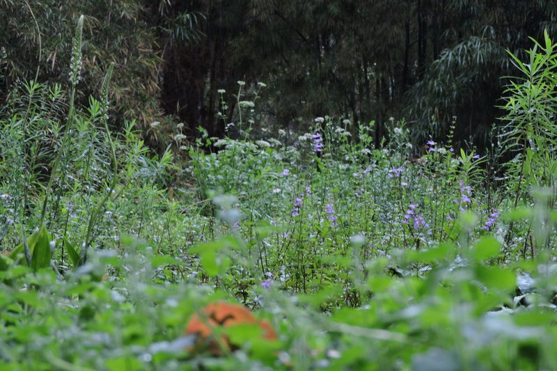 不再獨尊外來名貴花木 台北植物園打造「野花園」 70種台灣原生小草花成主角
