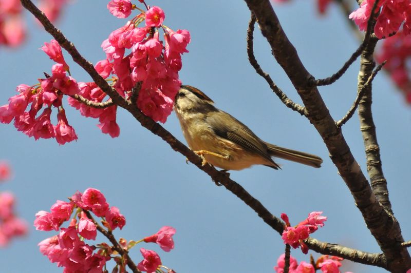 不顧每年上萬隻野鳥消失 鳥店業者衝撞林務局要生計