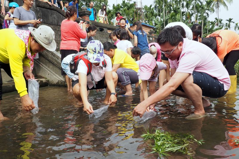 五溝水水草日 民眾喜迎異地保種花肚鯽返家