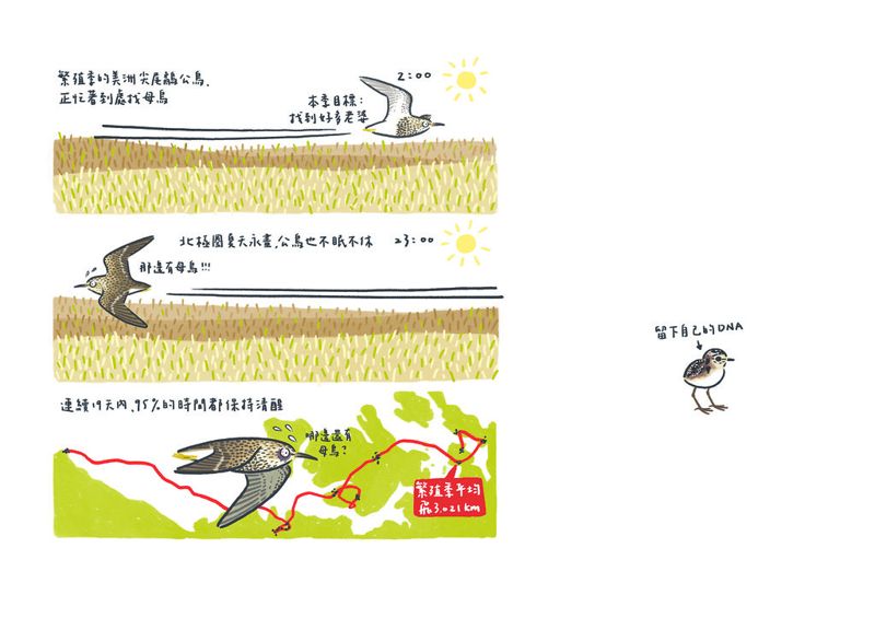 鳥類的求愛馬拉松 VS. 華麗求偶秀《噢!原來如此 有趣的鳥類學》