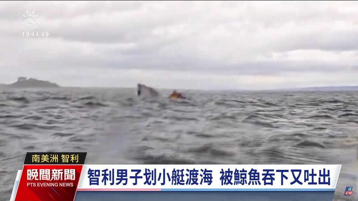 智利男子遭大翅鯨「一口吞」？ 專家：根本是一場誤會