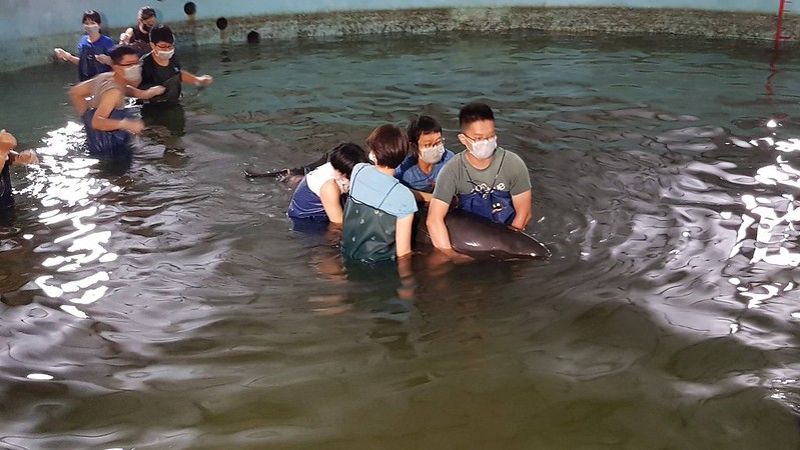 旗津6隻小虎鯨集體擱淺 救活5隻又傳2隻擱淺死亡 海保署調度收容池