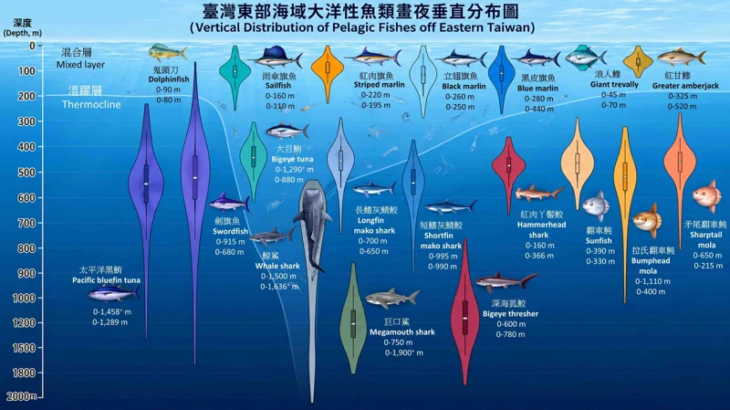 20261005棘冠海星的生存絕技 台灣東部海域大洋性魚類晝夜垂直分布圖 江偉全PR3