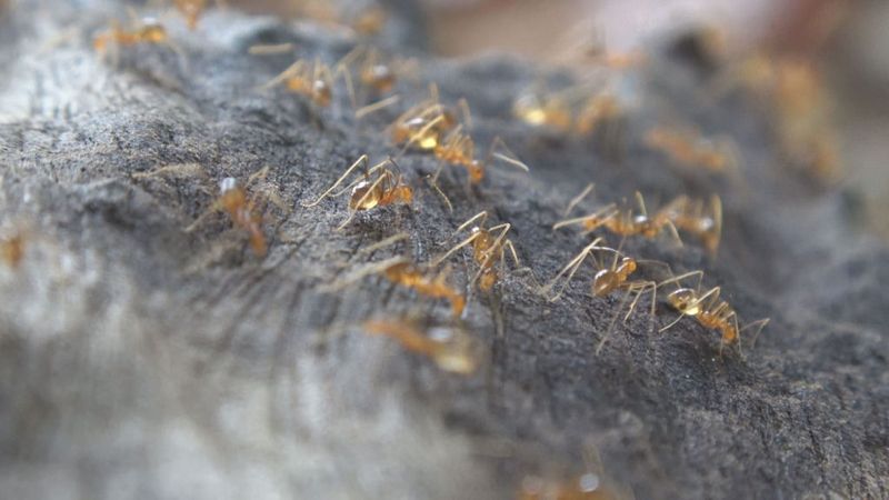 黃瘋蟻入侵 被忽視的陸蟹殺手
