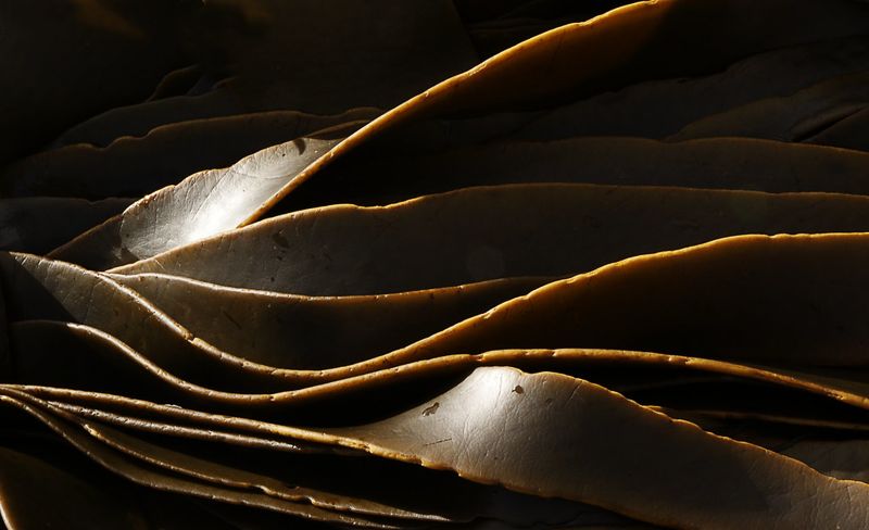 水生植物農業夯 氣候變遷、植物飲食世代的新興作物：海藻