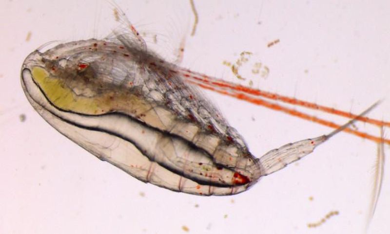 北極也有光污染 研究：船隻光害改變浮游生物行為