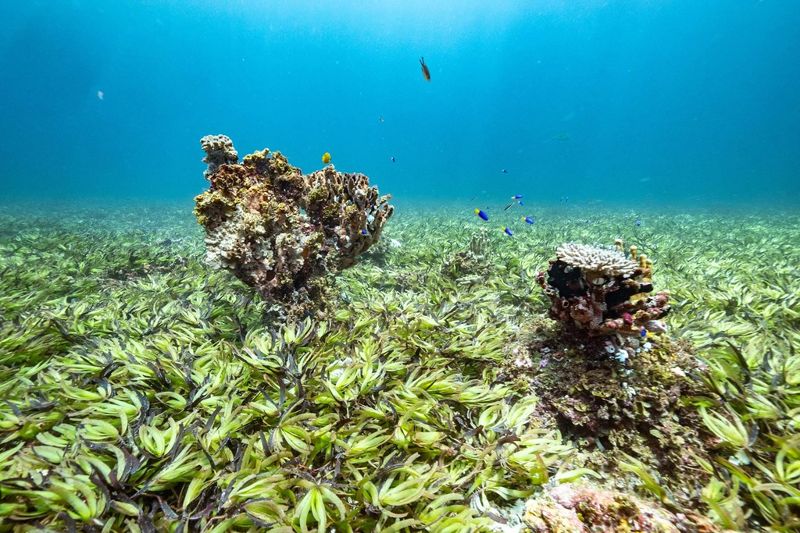 COP27氣候大會：開發中和小島國家引領海洋氣候行動