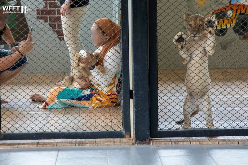 黑幫、網紅養獅子當寵物炫耀 助長泰國成繁殖買賣轉運站